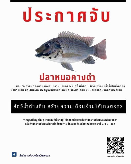 ประกาศจับ ปลาหมอมหาวิบัติ!!!